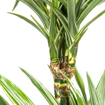 Dracaena Deremensis Hvidstribet - ↕80cm - Ø19cm