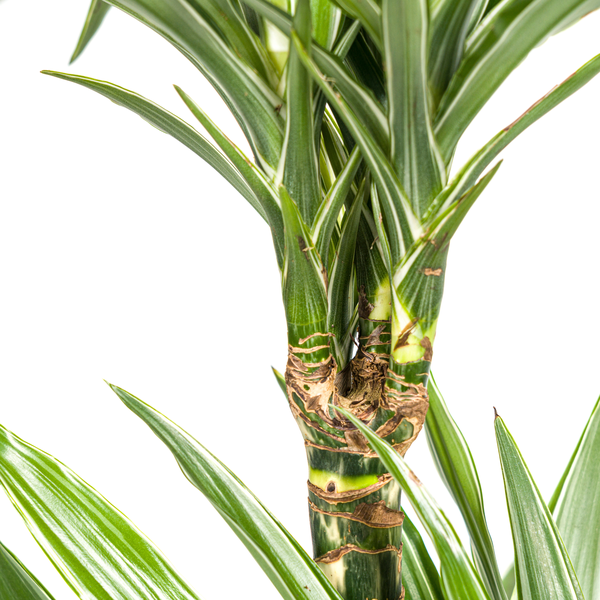 Dracaena Deremensis White Stripe - ↕80cm - Ø19cm