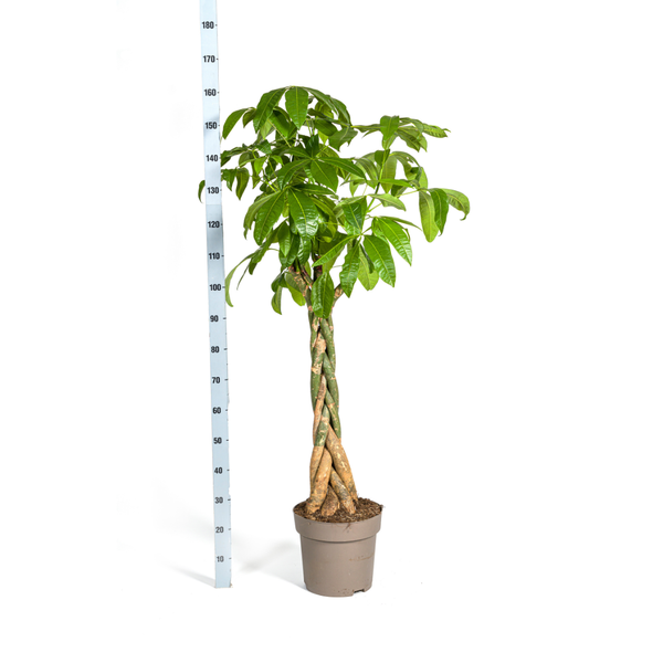 Pachira Aquatica - Geldboom - ↕170-180cm - Ø30cm