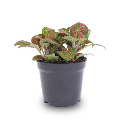 Fittonia rouge - Plante mosaïque - Ø8cm