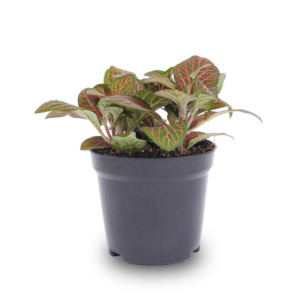 Rote Fittonie – Mosaikpflanze – Ø 8 cm