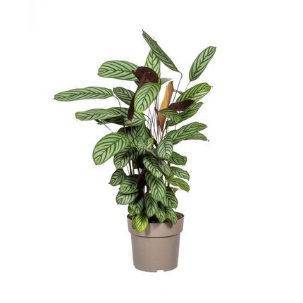 Calathea Oppenheimiana - ↕80 - 100cm - Ø24cm