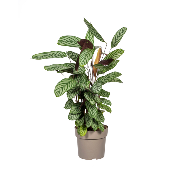 Calathea Oppenheimiana - ↕80 - 100cm - Ø24cm