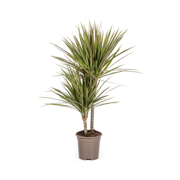 Dracaena Marginata Bicolor - ↕60cm - Ø17cm - Dragon plant