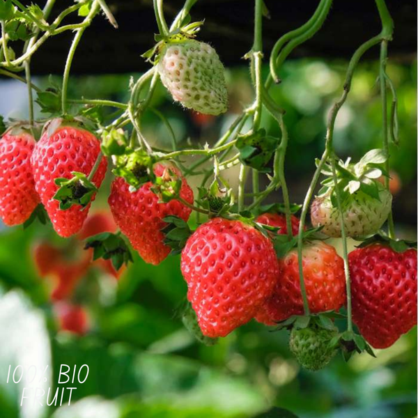 Aardbeien planten set - Biologisch - 6x