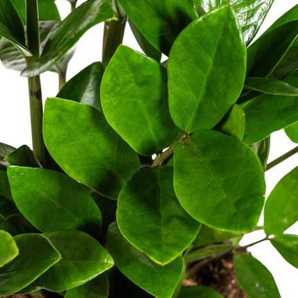 Zamioculcas Zamiifolia – ZZ-Pflanze – ↕40–50 cm – Ø17 cm