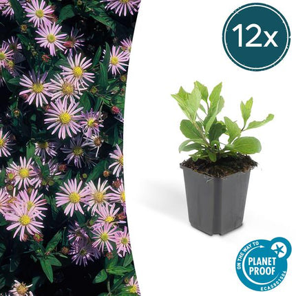Aster agératoïdes 'Asran' - ↕10-25cm - Ø9cm - 12x
