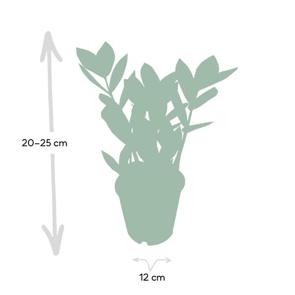 Zamioculcas - ZZ Plant - ↕35cm - Ø12cm