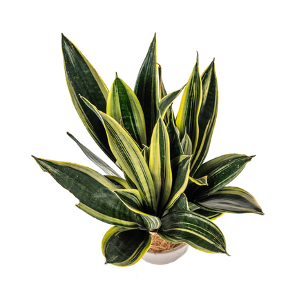 Sansevieria Trifasciata 'Canary' – Schwiegermutterzunge' – ↕50–55 cm – Ø17 cm