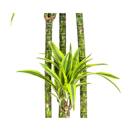 Dracaena Deremensis Lemon Lime - ↕180cm - Ø27cm