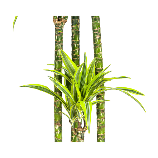 Dracaena Deremensis Lemon Lime - ↕180cm - Ø27cm