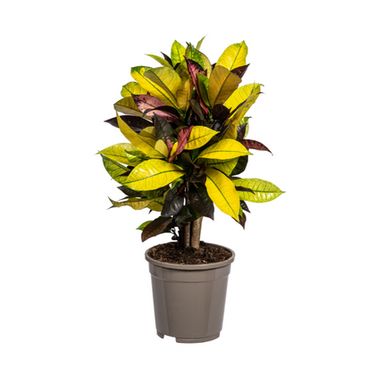 Codiaeum 'Croton' Iceton - ↕50cm - Ø17cm