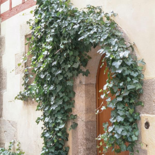 Hedera Helix 'Glacier' - ↕10-25cm - Ø9cm - Klimop - Bodembedekker - 60x