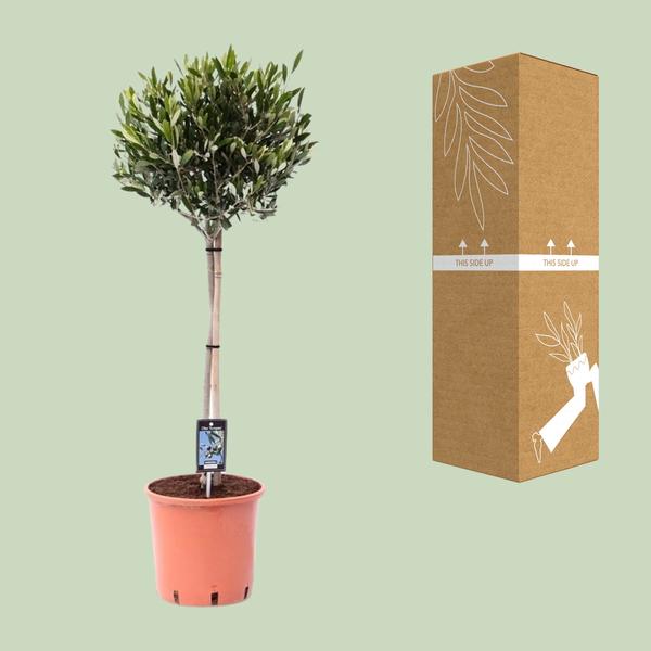Olea Olijf - Olijfboom - ↕100cm - Ø22cm