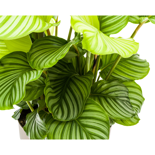Calathea Orbifolia - ↕80cm - Ø27cm