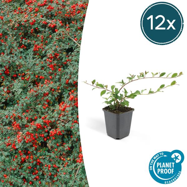 Cotoneaster dammeri 'Major' - ↕25cm - Ø9cm - Couvre-sol - Plante de bordure - 12x