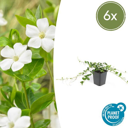 Vinca minor 'Alba' - Kleine Maagdenpalm - ↕10-25cm - Ø9cm - Bodembedekker - 6x