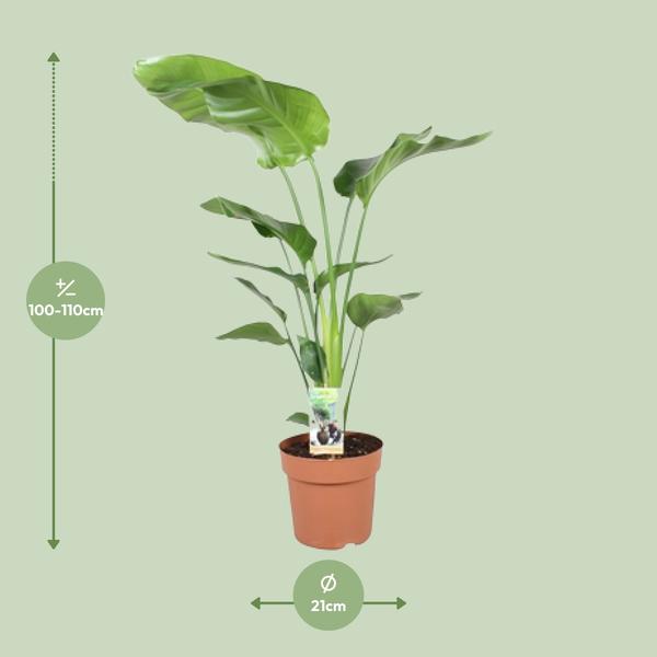 Strelitzia Nicolai - Paradijsvogelplant - ↕90cm - Ø21cm