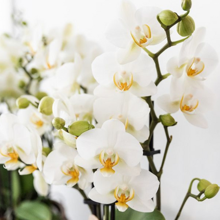 Kolibri Company | Mediterranes Sonnenuntergangs-Pflanzenset | Weiße Phalaenopsis-Orchidee Lausanne und Sukkulenten inkl. dekorativer Keramiktöpfe