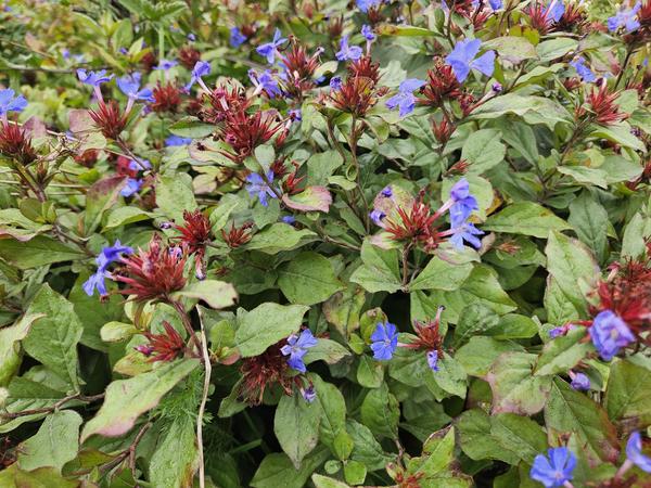 Ceratostigma Plumbaginoides - Loodkruid - ↕10-25cm - Ø9cm - Bodembedekker - Borderplant - 40x