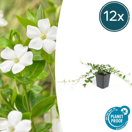 Vinca minor 'Alba' - Periwinkle - ↕10-25cm - Ø9cm - Ground cover - 12x