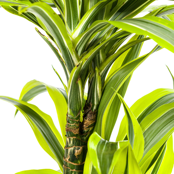 Dracaena Deremensis Lemon Lime - ↕80cm - Ø19cm