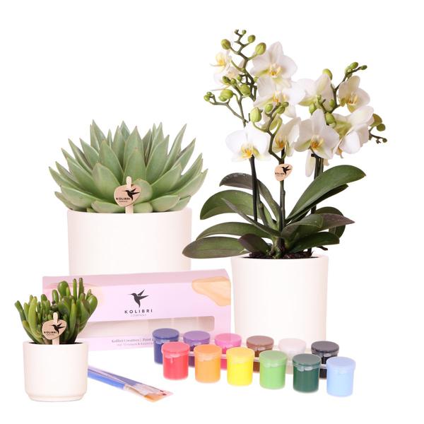 Kolibri Creatives | Kit per dipingere 12 vasi di fiori + orchidee e piante grasse | per almeno 4 persone | Vero artista