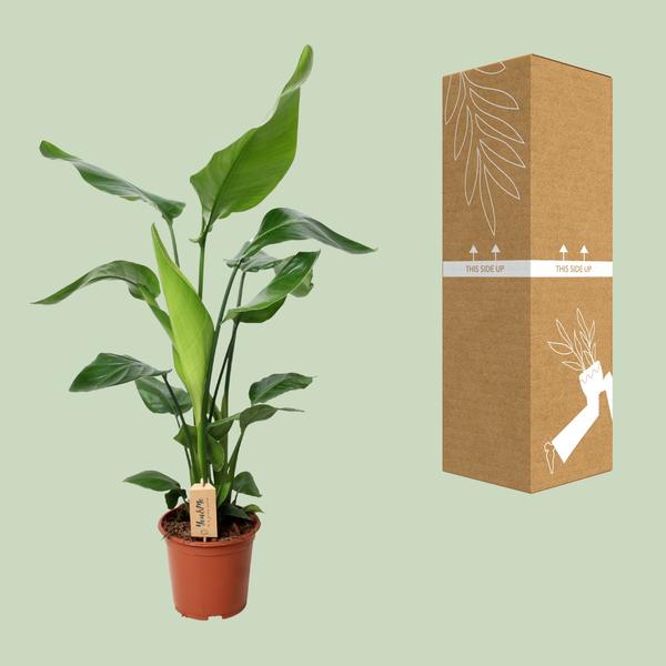 Strelitzia Nicolai - Paradijsvogelplant - ↕90cm - Ø19cm