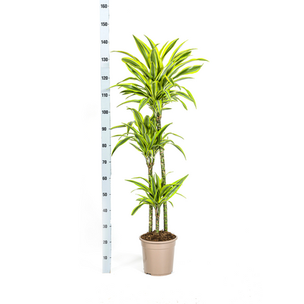 Dracaena Deremensis Lemon Lime - ↕140cm - Ø24cm