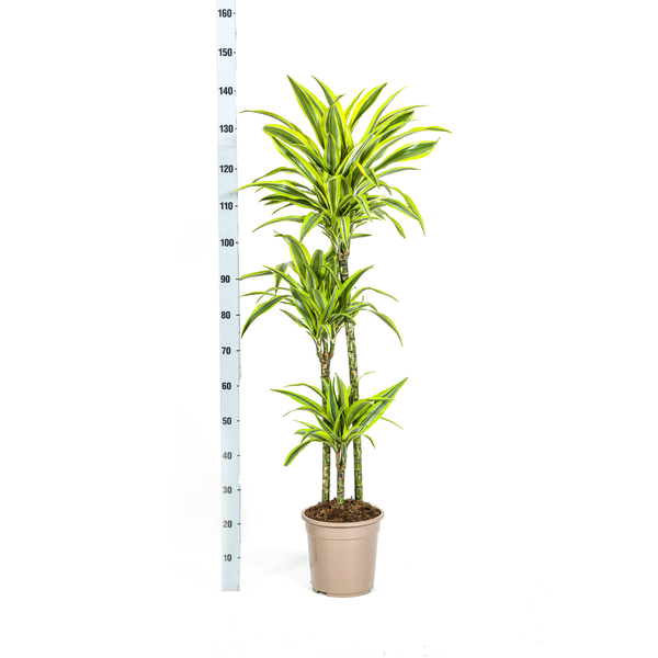 Dracaena Deremensis Lemon Lime - ↕140cm - Ø24cm