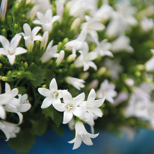 Campanula Addenda Ambella Blanca en macetas decorativas color baya - Ø12cm - 2x