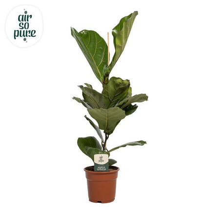 Ficus Lyrata - ↕60cm - Ø17cm