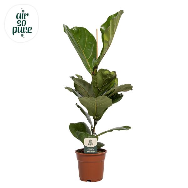 Ficus Lyrata - ↕60cm - Ø17cm