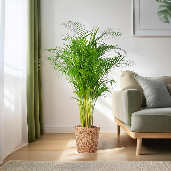 Areca Palm XL (Dypsis Lutescens) - Goudpalm - met mand Torun - ↕120cm - Ø24cm