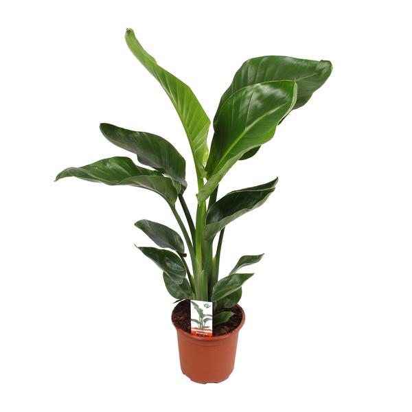 Strelitzia Nicolai - ↕70cm - Ø17cm