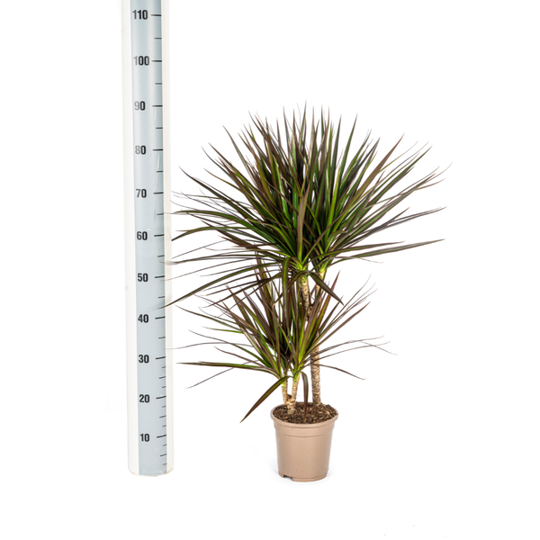 Dracaena Marginata Magenta - ↕60cm - Ø17cm - Drakenplant