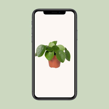 Pilea Peperomiodes - Pancake plant - ↕25cm - Ø15cm