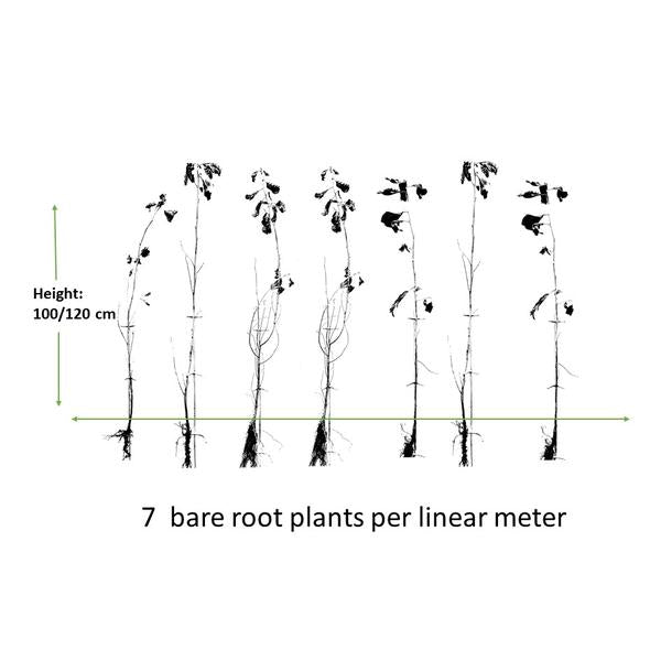 Alnus Glutinosa - Zwarte Els - Blote wortel - ↕100-120 - 75x