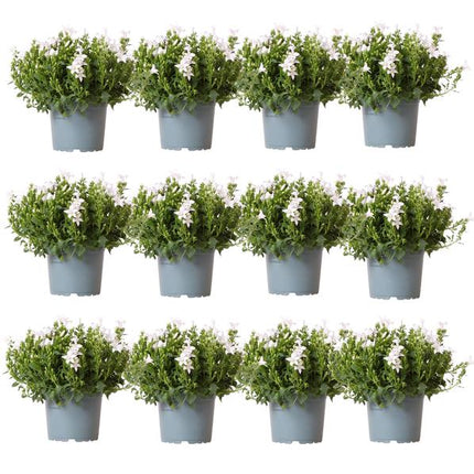 Campanula Addenda - Klokjesbloem wit - 2m2 bodembedekker - Ambella white - Ø12cm - 12x