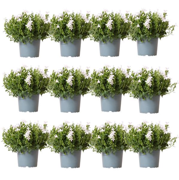 Campanula Addenda - Campanula bianca - Copertura del terreno 2m² - Ambella bianca - Ø12cm - 12x