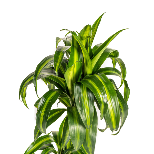 Dracaena Deremensis Hawaiian Sunshine - ↕80cm - Ø19cm