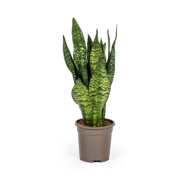 Sansevieria Trifasciata Zeylanica Compacta - Roślina wężowa - ↕60cm - Ø17cm