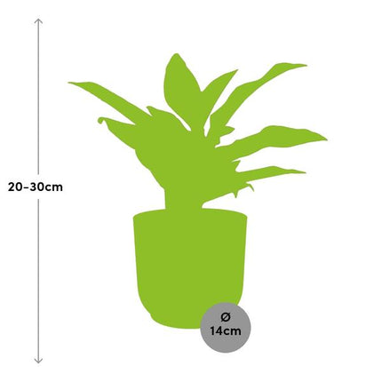Aglaonema Crete - en rosa elho Vibes Fold - ↕25cm - Ø14cm