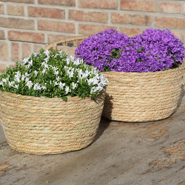 Campanula Addenda Ambella white - Rieten schaal met Campanula met watergeefsysteem - 3 stuks - Klokjesbloem wit - Ø12cm - binnen & buiten