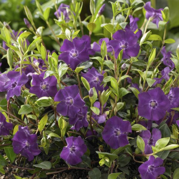 Vinca minor 'Atropurpurea', -  Kleine Maagdenpalm - ↕10-25cm - Ø9cm - Bodembedekker - 20x