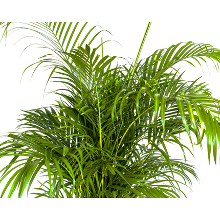 Areca Palm (Dypsis Lutescens) - Goudpalm - ↕160cm - Ø27cm
