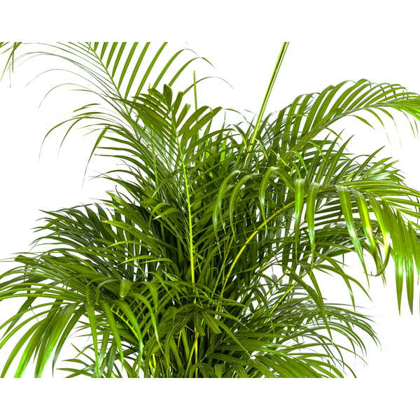 Areca Palm (Dypsis Lutescens) - Goudpalm - ↕160cm - Ø27cm