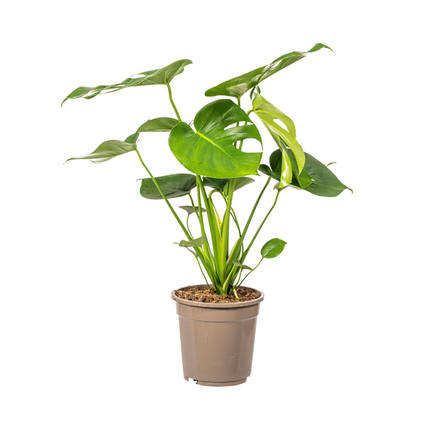 Monstera Deliciosa Tauerii - ↕80cm - Ø19cm - Hole plant