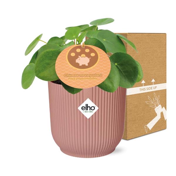 Pilea Peperomioides - Pannenkoekplant - ↕12cm in elho Vibes Fold Ø14cm roze