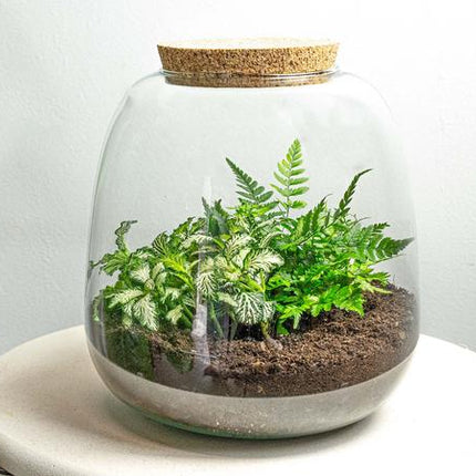 Plant terrarium - Emma Mini - DIY kit - ↑ 20 cm - Ø 19 cm - Fittonia White Tiger